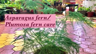 Plumosa Fern Asparagus fern care  Asparagus plumosus complete careHOMESCAPES [upl. by Varney]