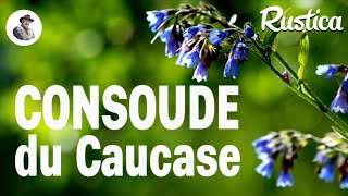 La consoude du Caucase [upl. by Lomasi]