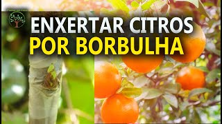 Enxertia em Citros aprenda como fazer em borbulha em T Plantar em Casa [upl. by Zantos635]