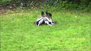 Mallard Ducks fighting to mate with female [upl. by Ludmilla611]