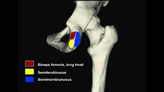 Ligaments and muscles that attach on the ischial tuberosity [upl. by Genna545]