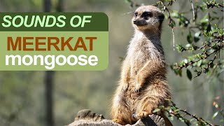 Meerkat Mongoose Sounds  Sonidos de Meerkat  Meerkats Scream  Meerkat Noises [upl. by Bond597]