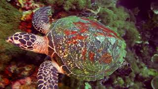 Hawksbill sea turtle Eretmochelys imbricata [upl. by Litman]