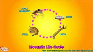 Life Cycle Video for Kids  Science Learning from makemegeniuscom [upl. by Riccio676]