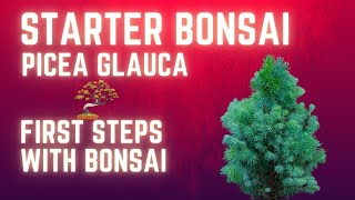 Beginner Bonsai wiring a Picea Glauca Tree [upl. by Snapp383]