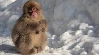 Kambayashi Onsen Snow Monkey Nagano  Jigokudani Yaen Koen [upl. by Burke]