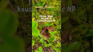 Kouchibouguac National Park travel newbrunswick plants [upl. by Ssecnirp]