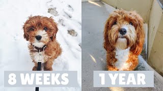 Cavapoo Puppy Growing Up  8 Weeks to a Year [upl. by Athalie383]