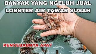 MUSUH SETELAH BERHASIL BUDIDAYA LOBSTER AIR TAWAR ADALAH CARA MENJUALNYA GIMANA [upl. by Fleeta434]