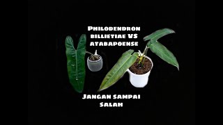 PHILODENDRON BILLIETIAE VS PHILODENDRON ATABAPONSE [upl. by Dosia]