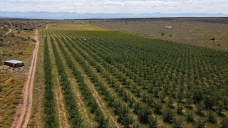 Farm For Sale in Oudtshoorn South Africa  HD [upl. by Eintroc170]