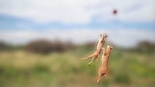 Caracal jump [upl. by Kcirdled]