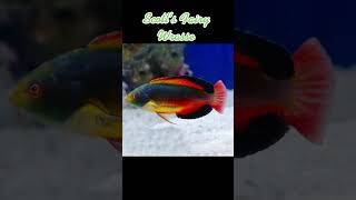 Spotlight Scott’s Fairy Wrasse [upl. by Dzoba542]