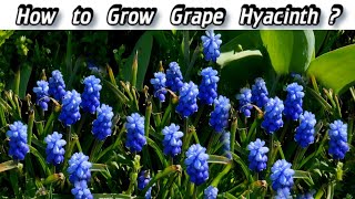 How to Grow Muscari  Planting Grape Hyacinth [upl. by Fabian]