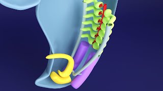 3D Kidney Embryology Part 1 Intermediate Mesoderm  Urogenital Ridge  Nephrogenic Cord [upl. by Anytsirk]