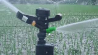 Mini sprinkler system  Mini sprinkler ki fitting  Micro Irrigation system  Dhan ki kheti  Paddy [upl. by Rodman]