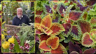 COLÉUS  DES FEUILLAGES AUX COLORIS ÉPOUSTOUFLANTS POUR EMBELLIR TOUT L’ÉTÉ le Quotidien du Jardin [upl. by Langdon]