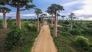 MADAGASCAR  Lemurs Baobab Trees  Broken Bridges [upl. by Enej]