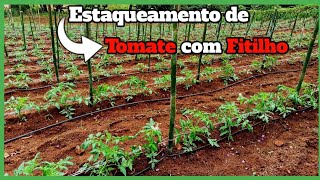 estaquiamento de tomate 🍅 e passando o 1 fitilho aquinahortavoceaprende [upl. by Caprice786]