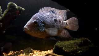 Carpintis cichlid [upl. by Schroeder878]