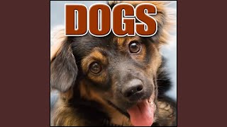 Animal Dog  Large Dog Barking with Light Snarling Dogs Greatest Sound Effects [upl. by Soloman401]