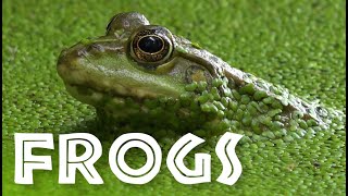 All About Frogs for Kids  Facts About Frogs and Toads for Children FreeSchool [upl. by Atnas]