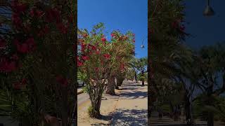 Beauty of Italian streets Blooming oleanders [upl. by Abramson]