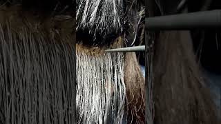 there are really a lot of hair lice asmr hair lice relaxing satisfying hairlice [upl. by Llireva]