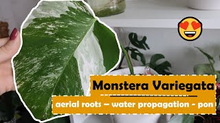 Monstera Variegata  Aerial Roots  Water Propagation  Pon 🌱 Plantkins [upl. by Leda]