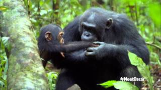 Chimpanzee  Oscars Chimp Diaries Part 3  HD [upl. by Goodrow]