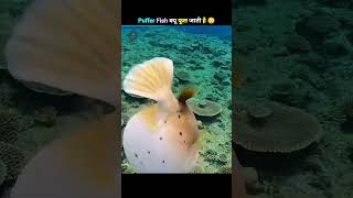 What Inside Inflated Puffer Fish😱😱 aarufacts shorts [upl. by Tarra]