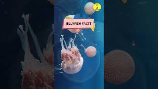 Jellyfish Facts facts interestingfacts shorts [upl. by Jeraldine]