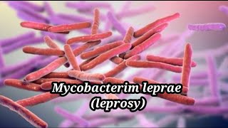 Mycobacterium leprae morphology [upl. by Eirollam646]