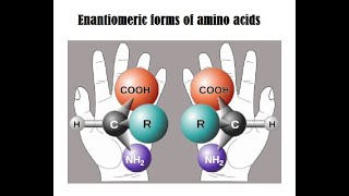 Amino Acids Lecture 1 Amino acids and Enantiomers [upl. by Elaynad]