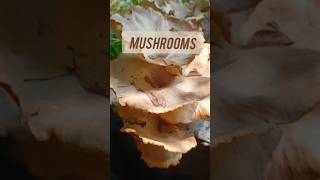 Mushroom Colony nature mushroom decomposers fungus shorts shortsfeed garden [upl. by Kienan908]