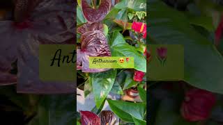 🥰🌷anthurium [upl. by Block724]