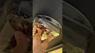 Gasoline vs Wasps How to End a Deadly Nest insects wasps [upl. by Apollus]