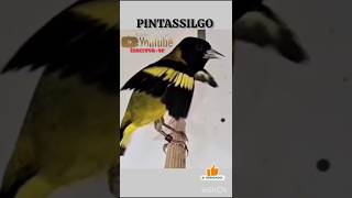 PINTASSILGO CANTANDO E DANÇANDO  pintassilgo birds passaros [upl. by Animlehliw511]