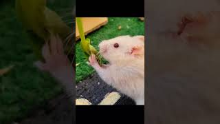 funny Hamsters eating 🤣 hamsterbabies hamstersshow shorts shortvideo animals [upl. by Eltsyek]