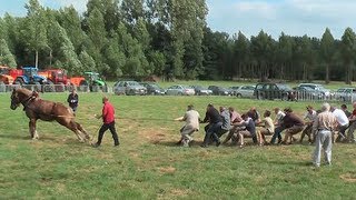 TUG OF WAR 1 Horse against 18 men [upl. by Drawets25]