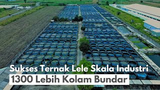 Ternak Lele Kolam Bundar Skala Industri 1370 Kolam Bundar di 2 Lokasi [upl. by Imim711]