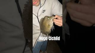 Nice size Cichlid 🎣 cichlid fishing fishspecies freshwaterfish shorts fyp art explore fish [upl. by Etan98]