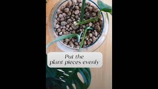 How To Propagate Monstera Plant shortsviral A S Home Garden Shorts houseplants  propagate [upl. by Dann]