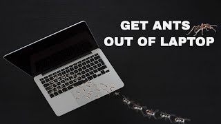 Sound To Get Ants Out Of Laptop GUARANTEED [upl. by Euqnom]