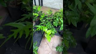 Growing tropical fruits in you home is easy tropicalfruits food plants fruittrees collection [upl. by Adlemy186]