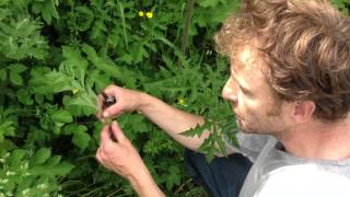 Common Hogweed wild food uk [upl. by Dimitry]