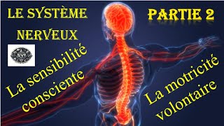 Le système nerveux  partie 2 La sensibilité consciente et la motricité volontaire [upl. by Buell410]