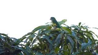 Whitewinged Parakeet in MiamiDade [upl. by Ocin]