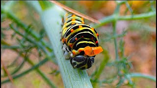 Papilio machaon the swallowtail Larva [upl. by Neelrak]