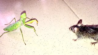 What Happens When Mantis Sees a Rat Mantis Vs Rat WildLife [upl. by Gillman360]